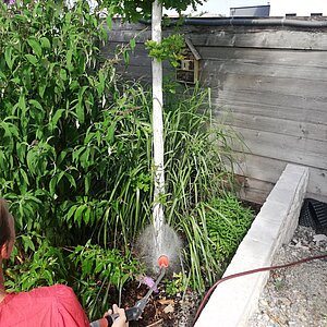 Bäume sind eine natürliche Klimaanlage