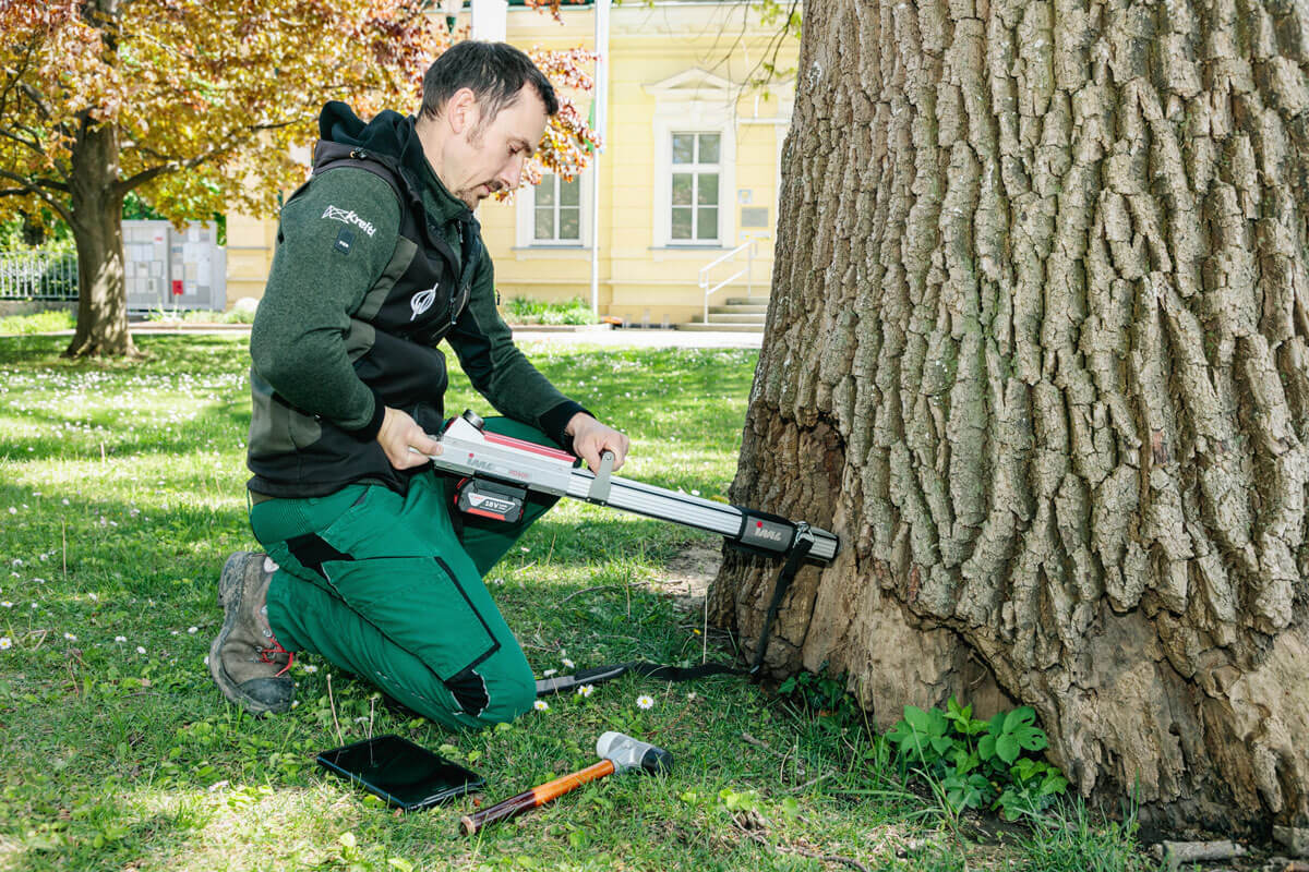 Bäume nachhaltig begleiten
